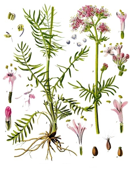 Valeriana officinalis