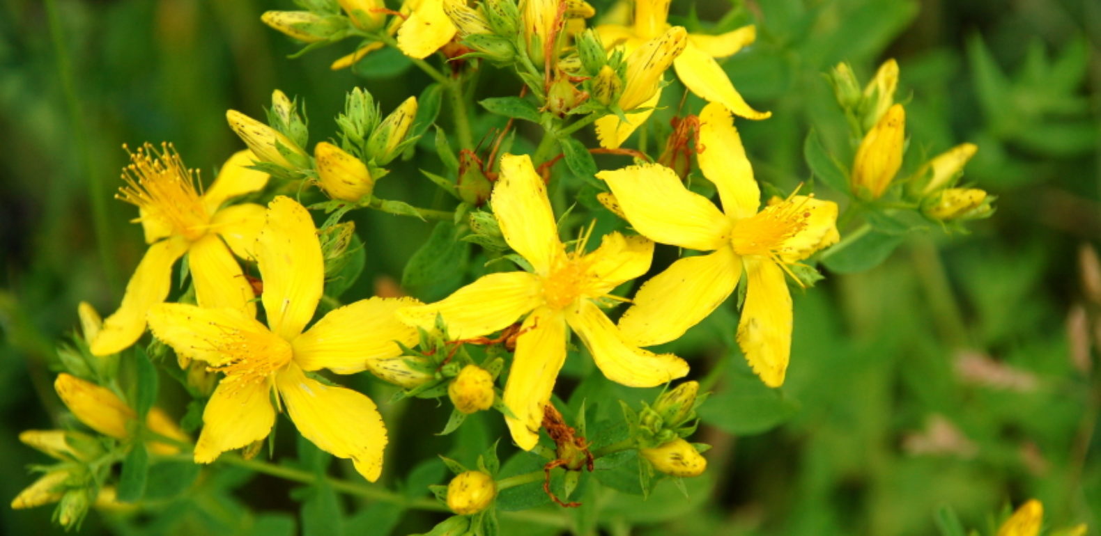 millepertuis aux fleurs jaunes dorées