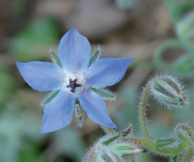 Borrago officinalis . Bourrache