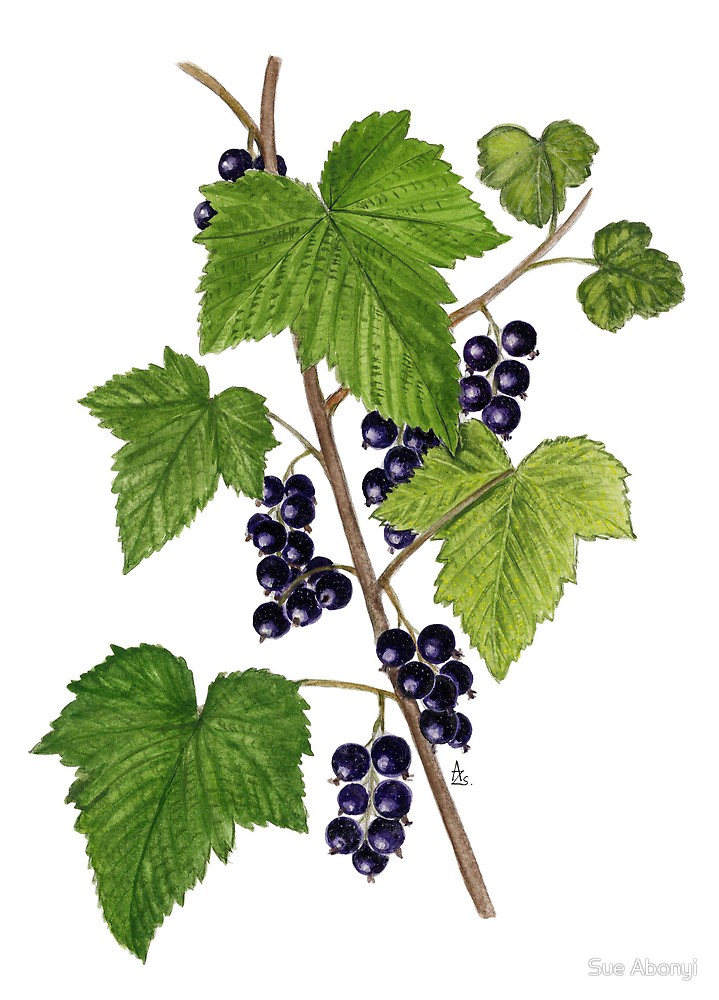 Cassis Ribes Nigrum