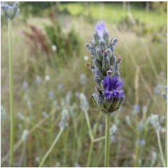 Lavandula angustifolia