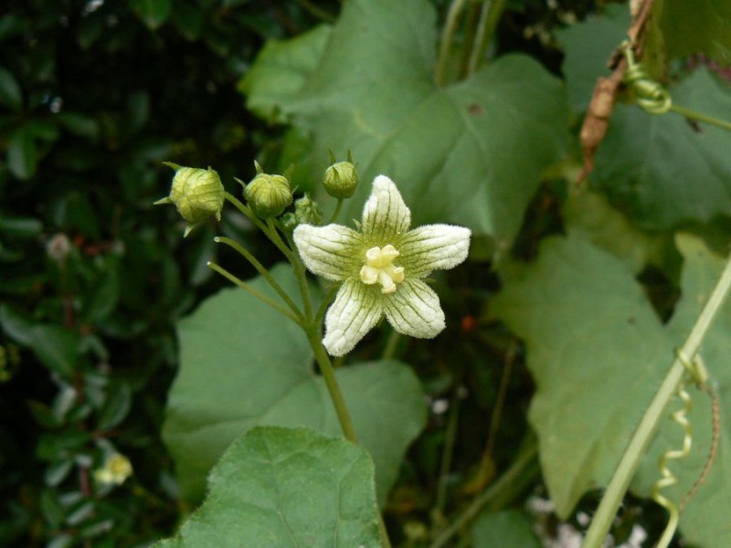 bryone dioique, petites fleurs blanches