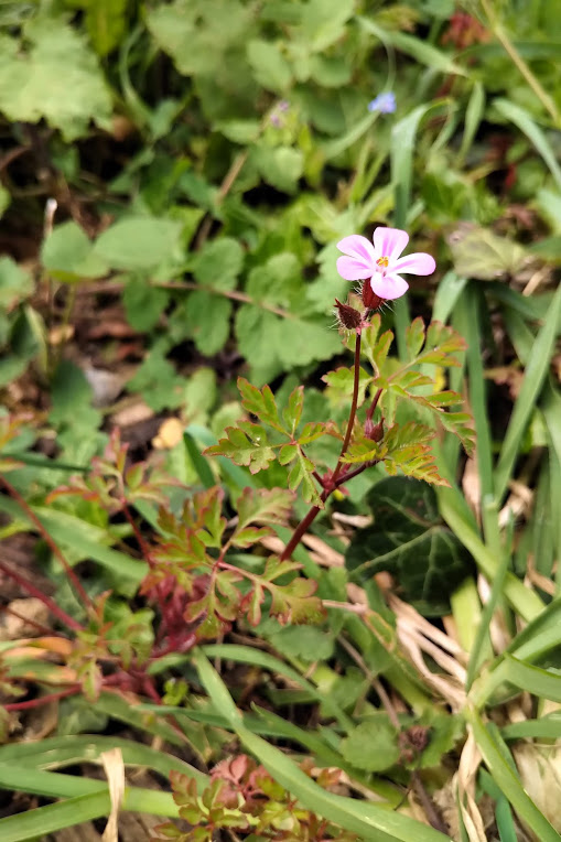 photo présentant l'inflorescence de l'herbe à robert