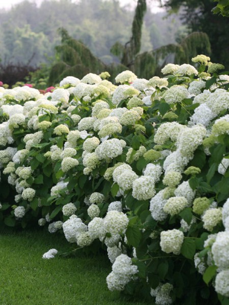 Hydrangea arborescens