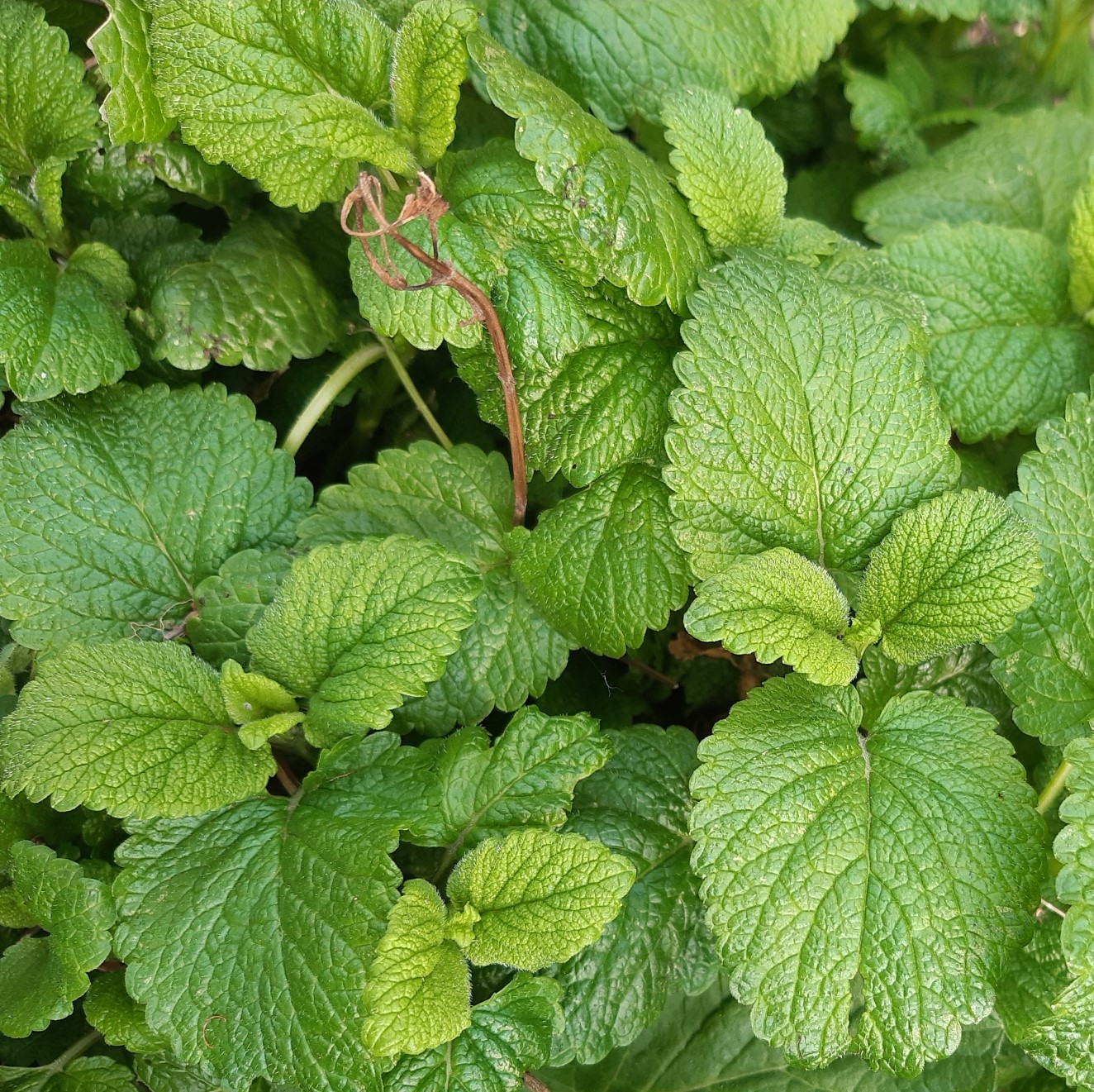 feuilles de mélisse