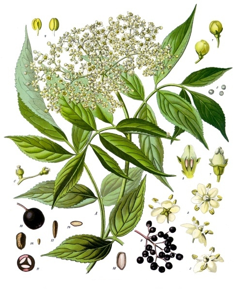 Sambucus nigra, planche botanique de 1897