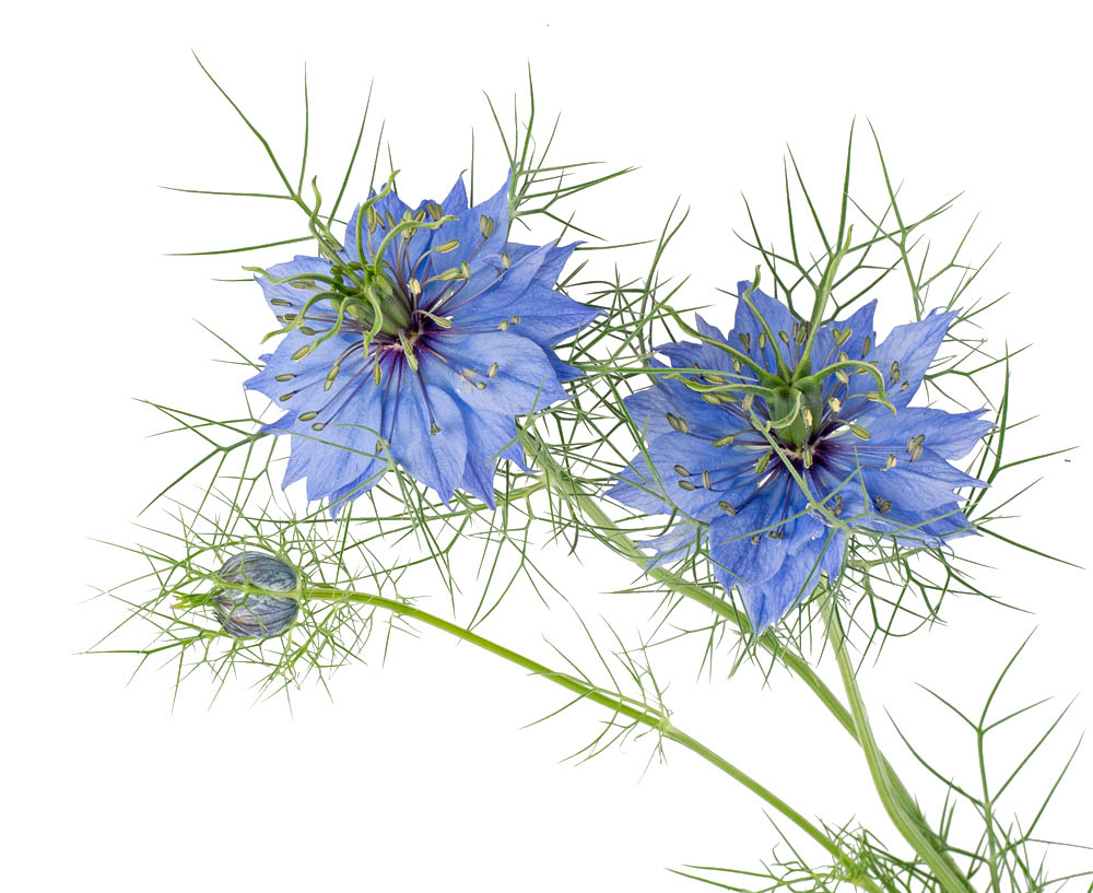 Dessin botanique de la Nigelle