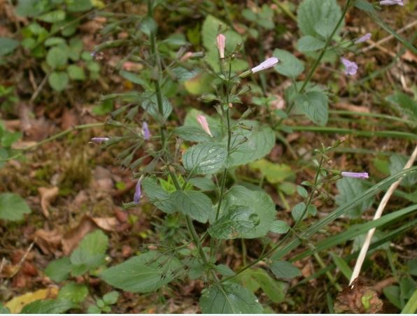 calament nepeta image eflore