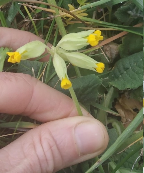 Primula veris