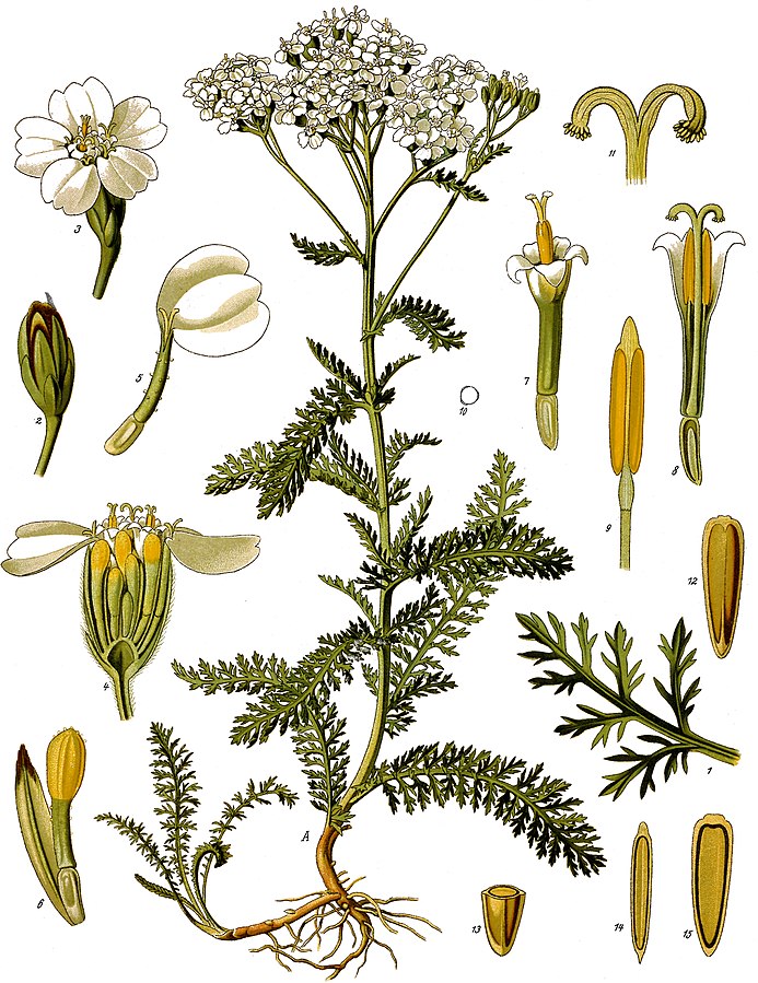 Illustration Achillea Millefolium