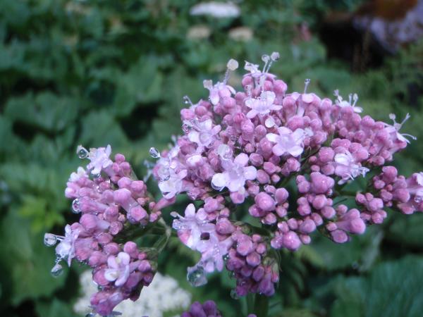 Valériane Officinale