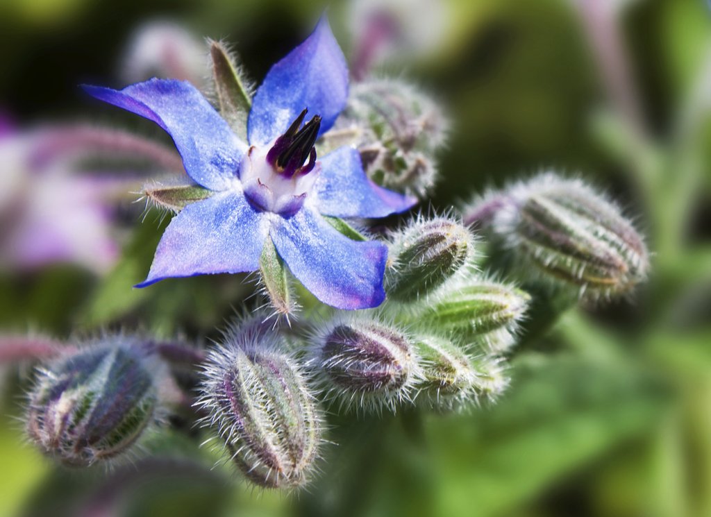 visuel d'une fleur de Bourrache bleue