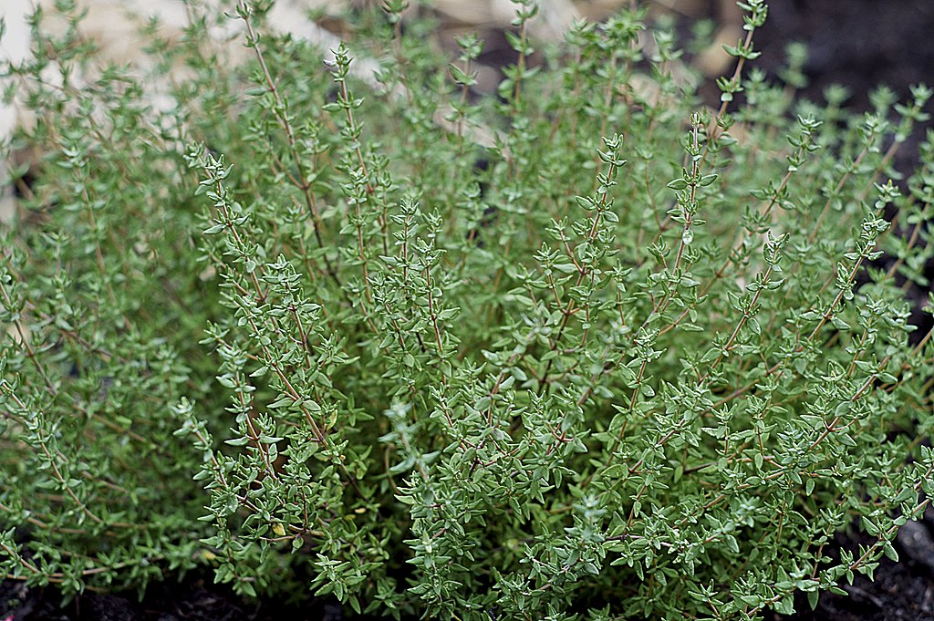Buisson de thym