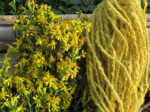 teinture vegetale solidage