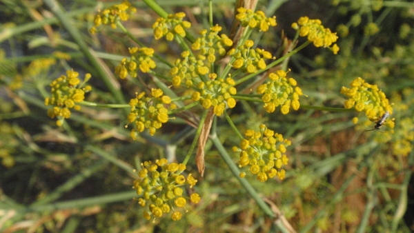 Fleurs de fenouil