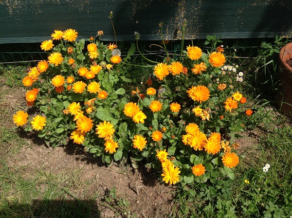 souci des jardins ou calendula officinalis. fleurs jaune orangé