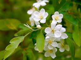 aubépine et cenelle