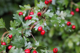 aubépine et cenelle