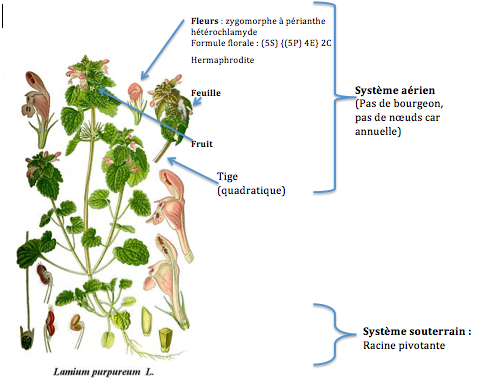 Annexe Capture d’écran 2020-04-03 à 11.09.23.png