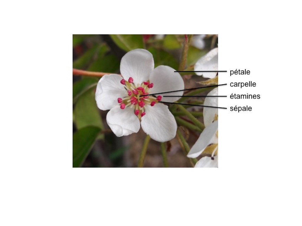 Annexe fleur poirier.jpg