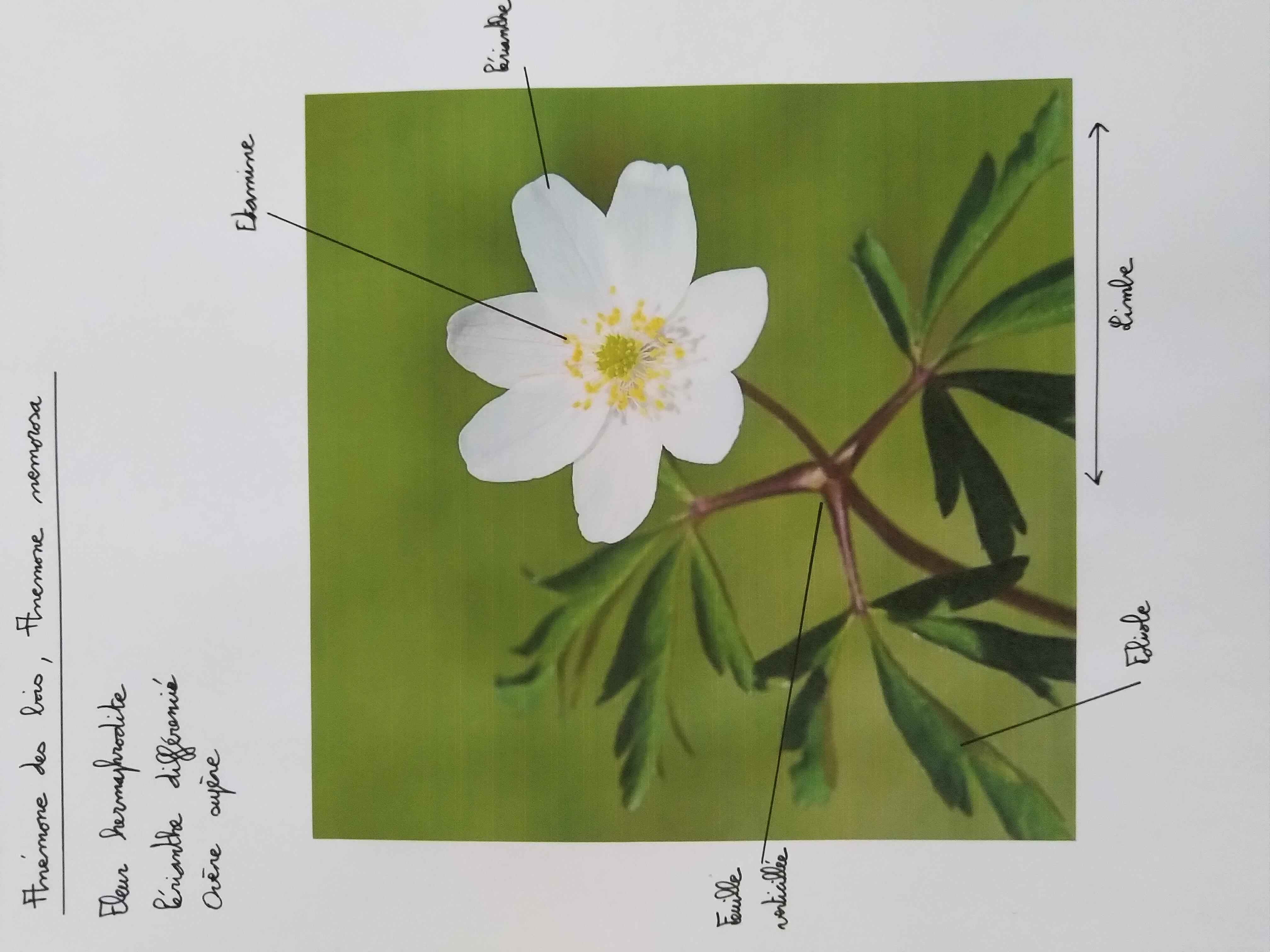 Annexe 6_Description_Fleur_Activité.jpg