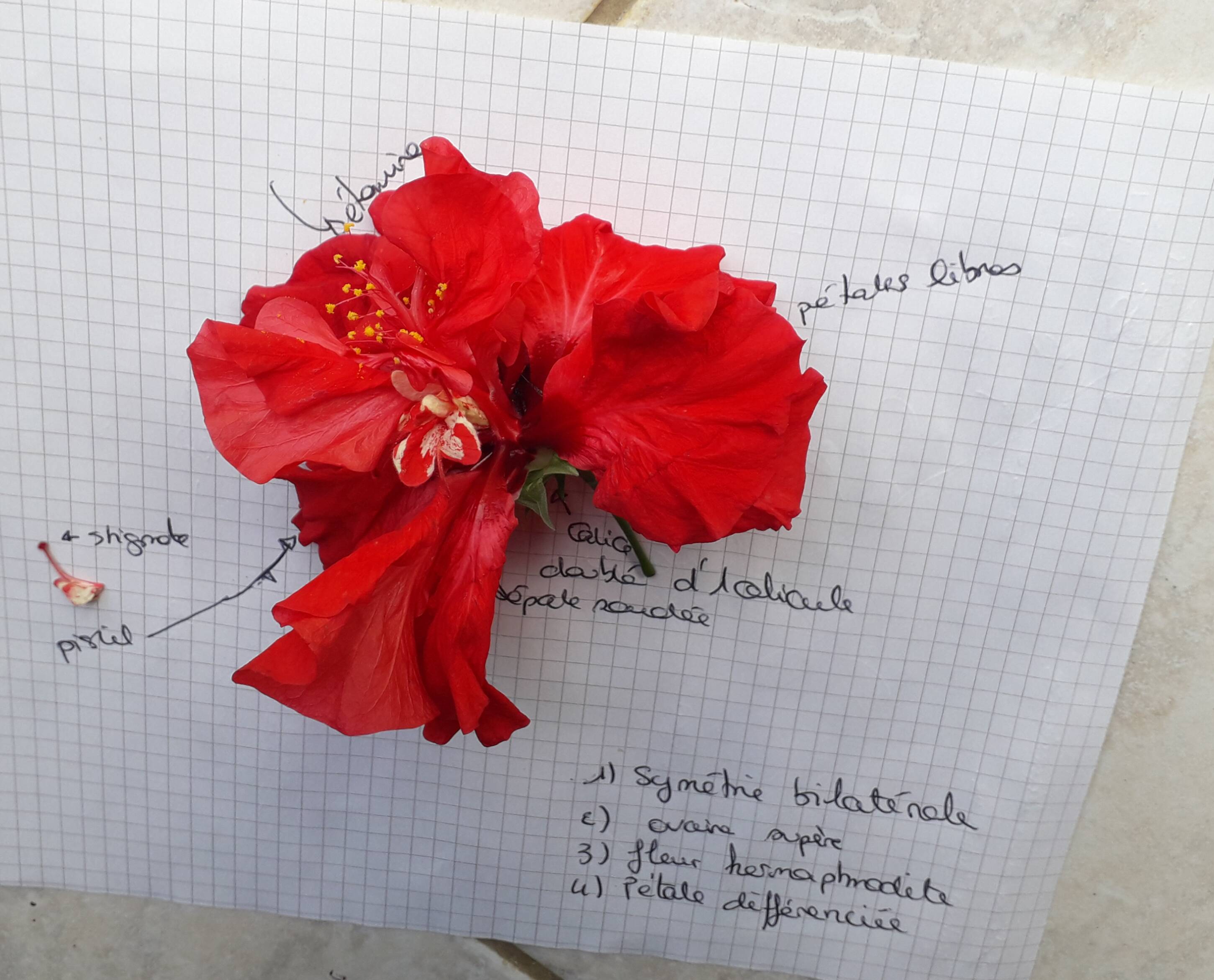 Annexe 20200403_113744 (1).jpg