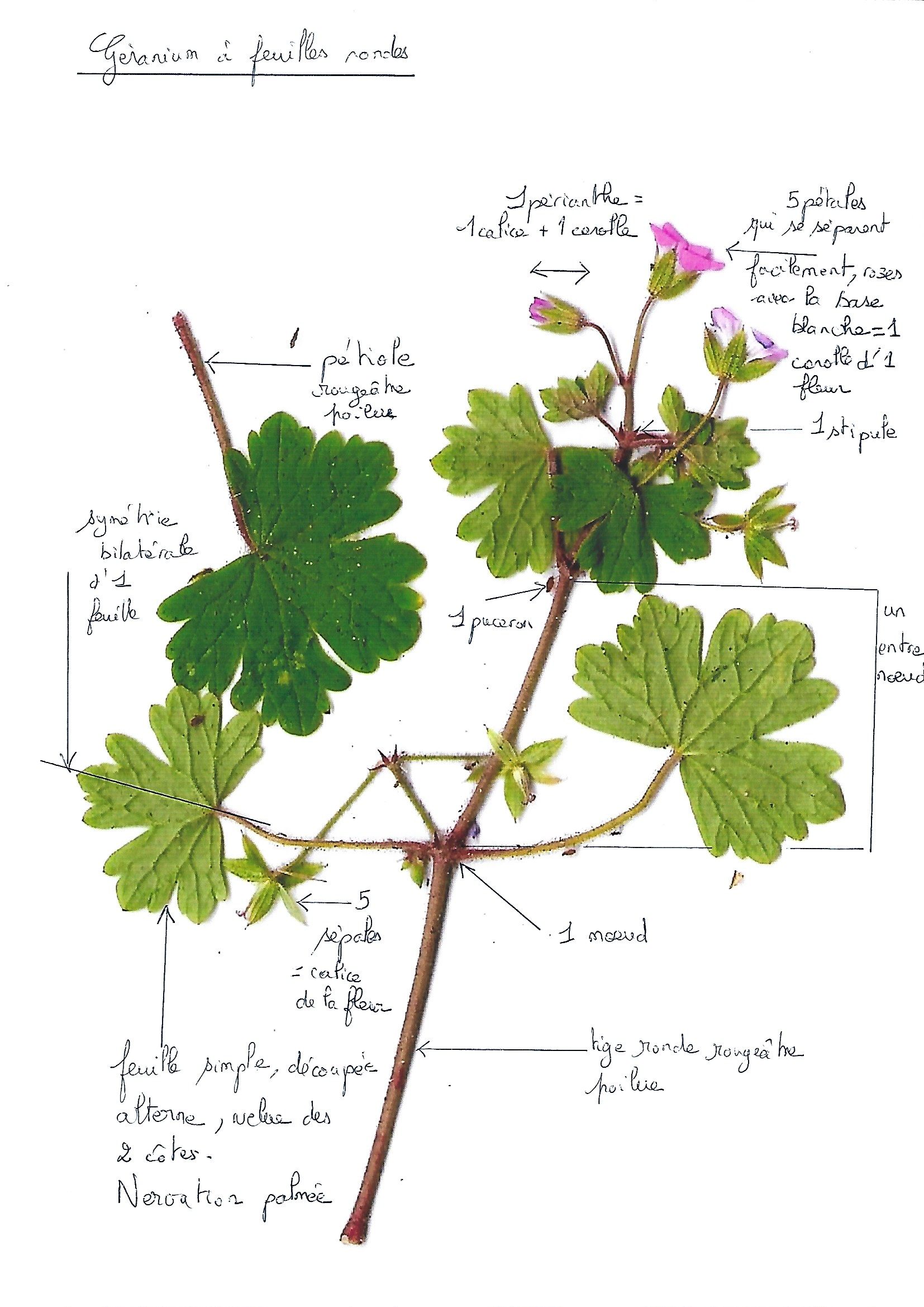 Annexe Géranium à feuilles rondes.jpg