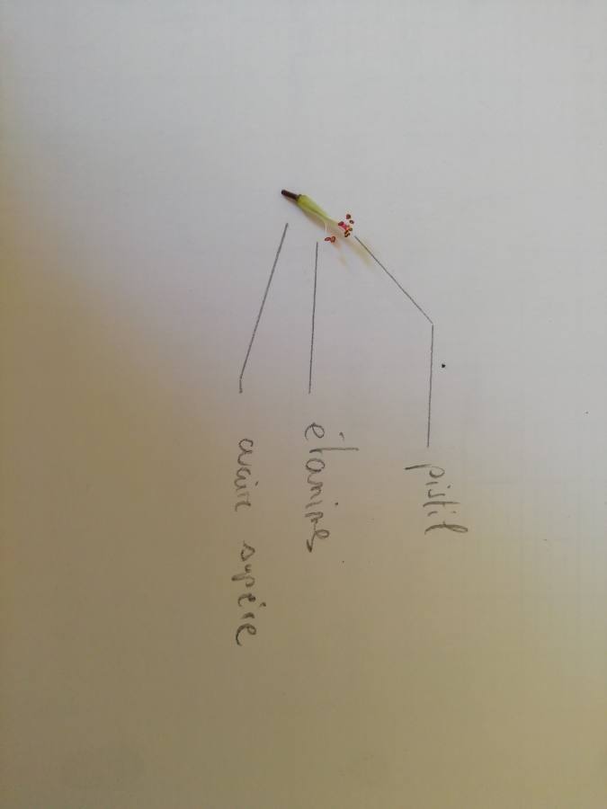 Annexe Géranium Herbe à Robert (2).JPEG