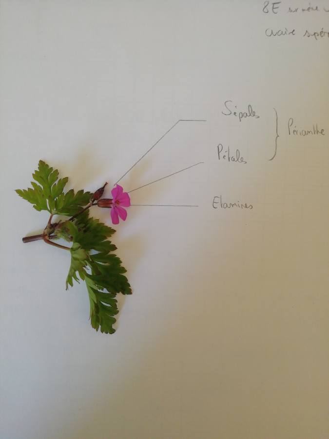 Annexe Géranium Herbe à Robert.JPEG