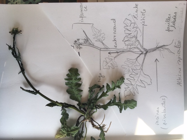 Annexe Botanique sequ 3 dessin fleur.JPG