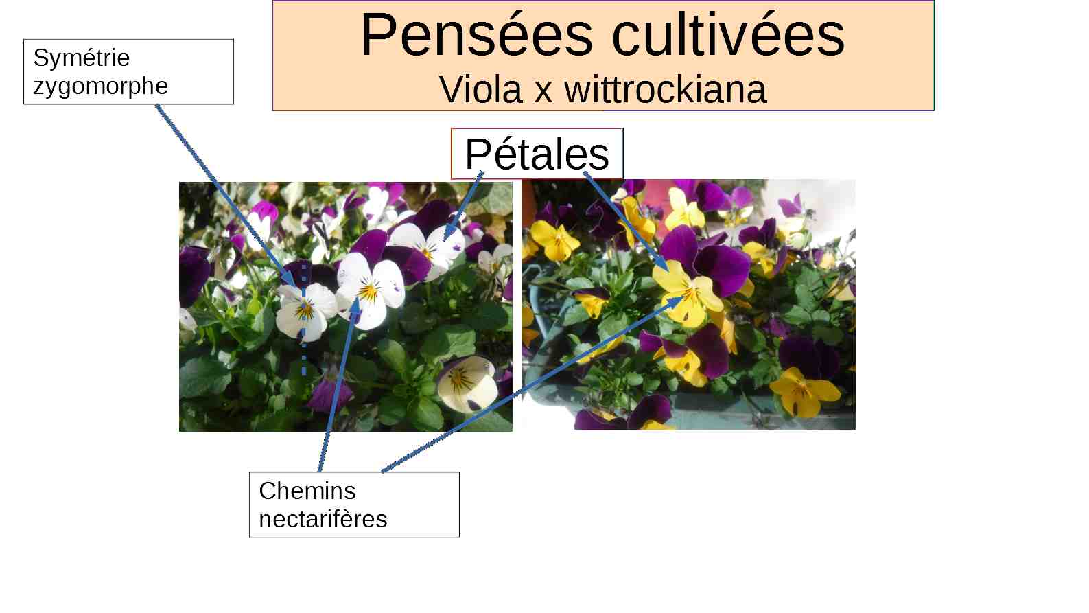 Annexe ma fiche pensées.jpg