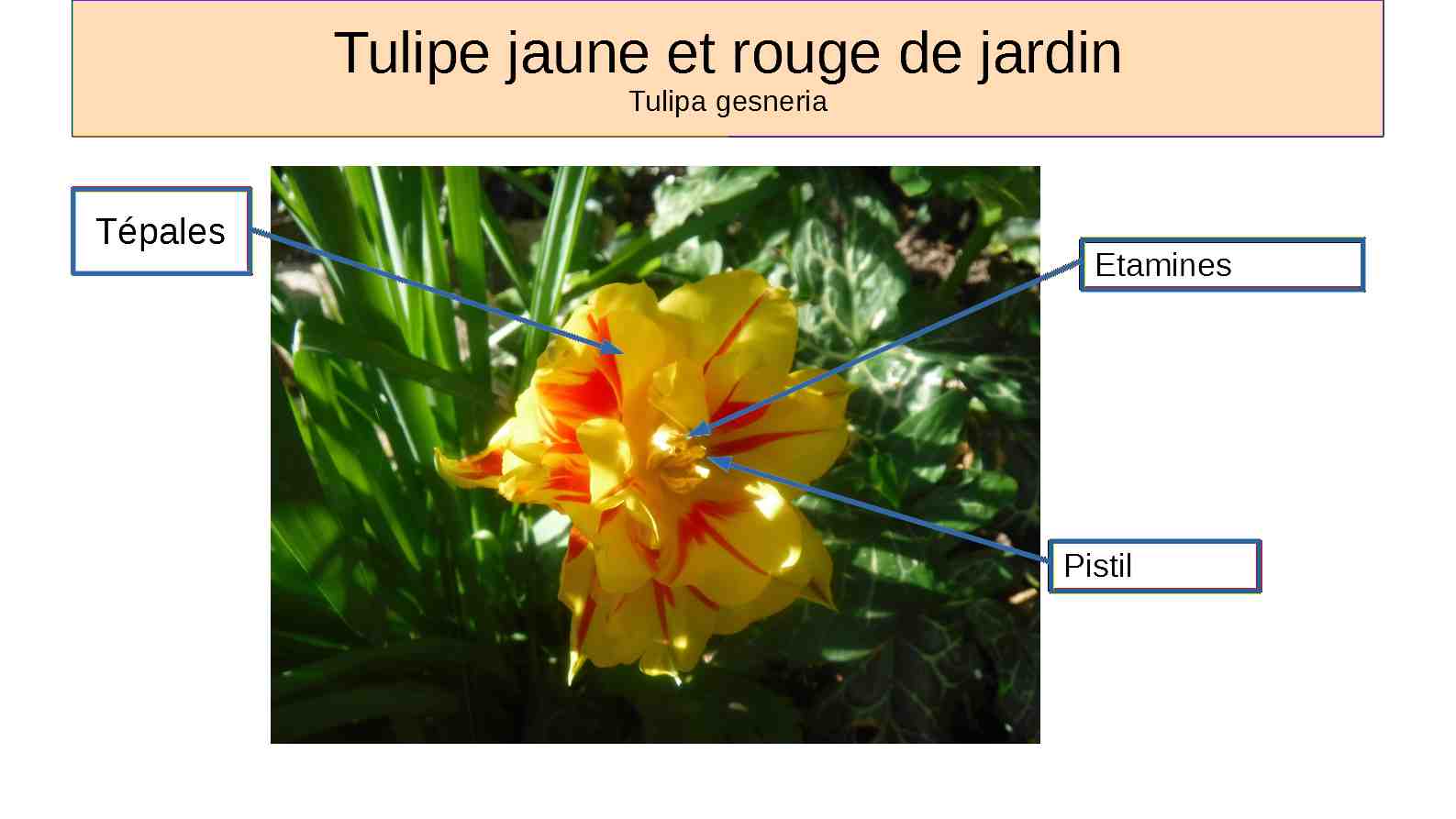 Annexe tulipe jaune et rouge.jpg