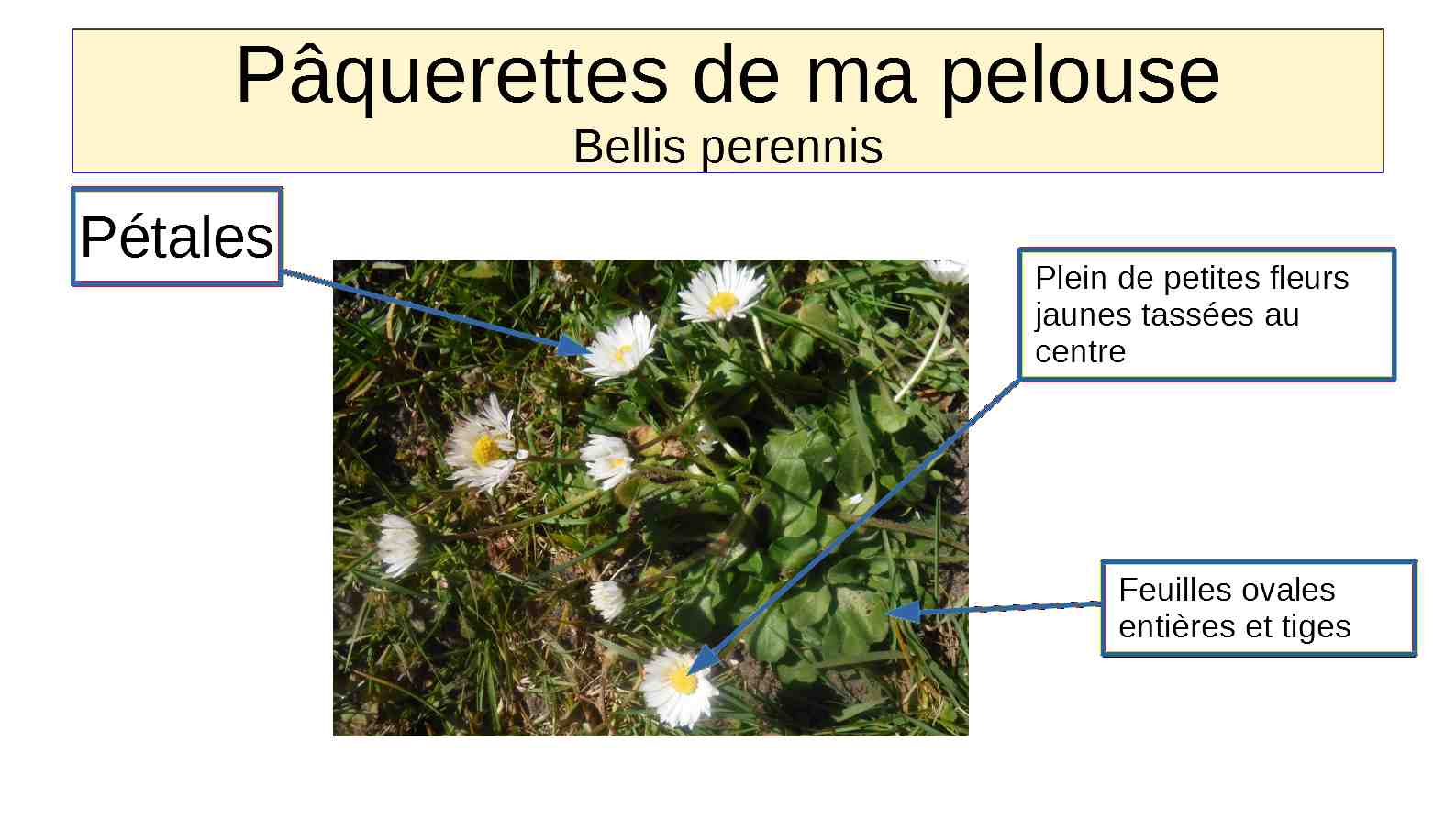 Annexe paquerettes de ma pelouse.jpg