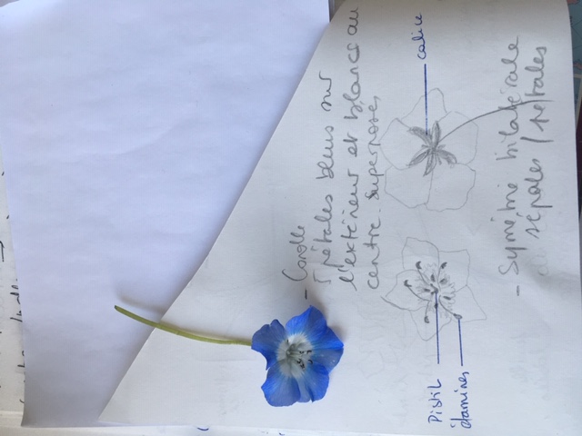 Annexe fleur bleue.JPG