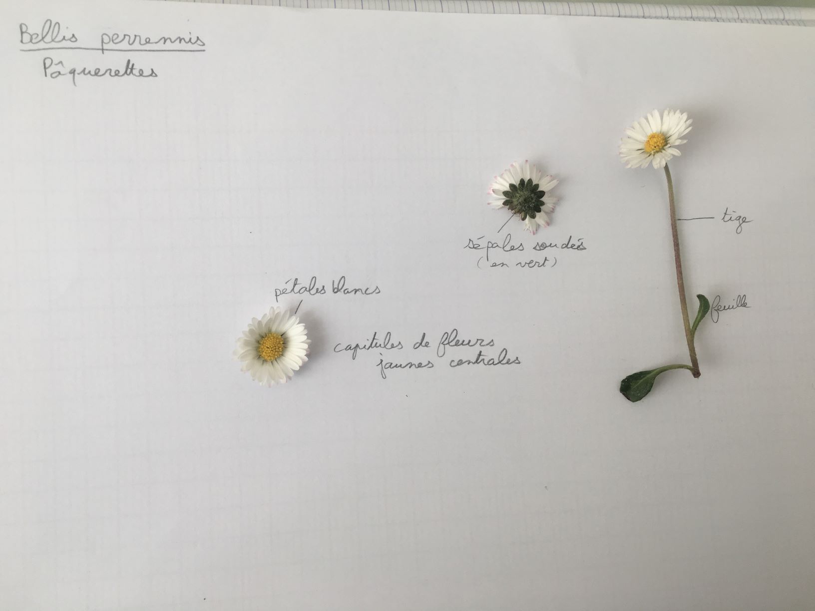 Annexe IMG-1922m.JPG