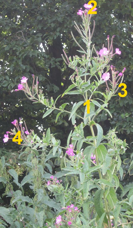 Annexe Epilobe hirsute 1.jpg