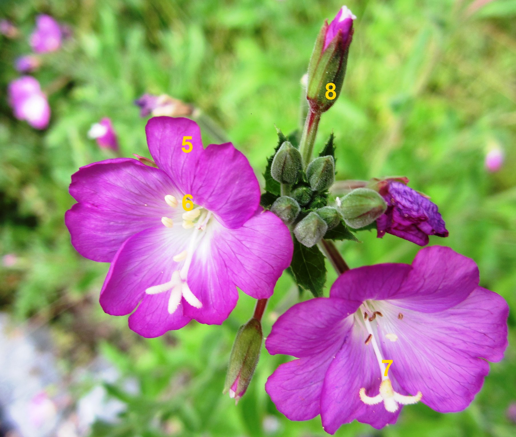 Annexe Epilobe hirsute 2.jpg