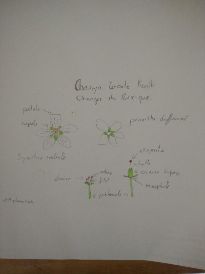 Annexe IMG_20200404_183406.jpg