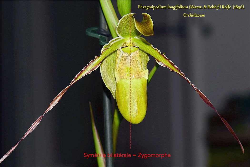 Annexe Phragmi_long_01_r_t.jpg