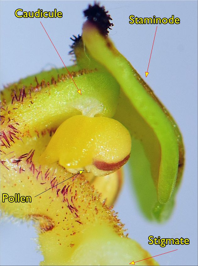 Annexe Phragmi_long_12_r.jpg