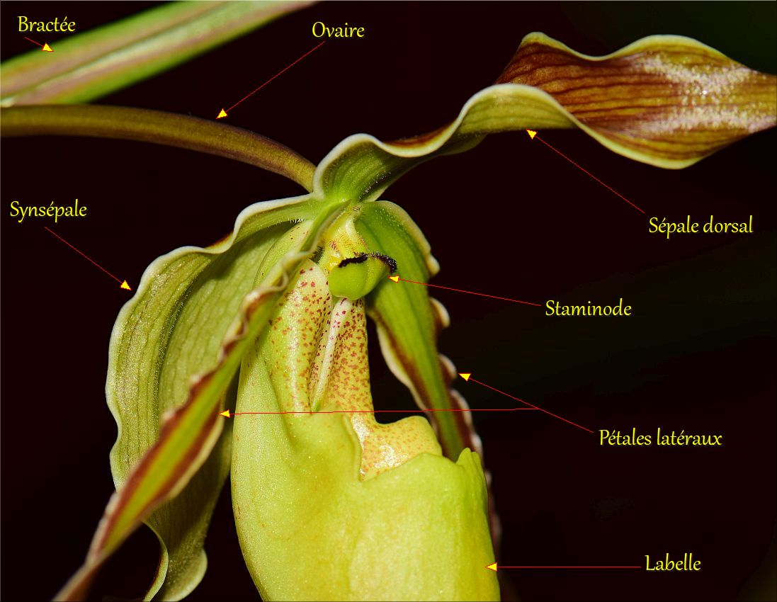 Annexe Phragmipedium_099d_r.jpg