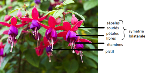 Annexe 92129351_696243037811826_6831644516538122240_n.png