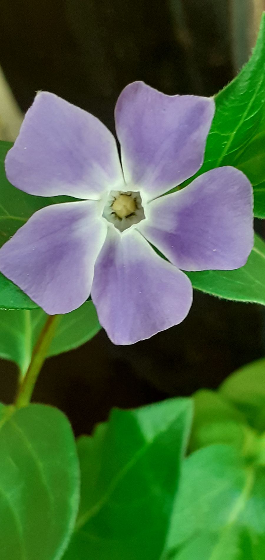 Annexe Plante inconnue - fleur.jpg