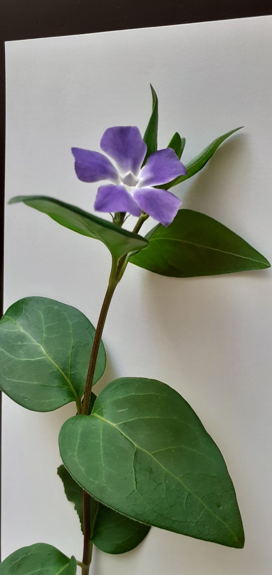 Annexe Plante inconnue 2.jpg