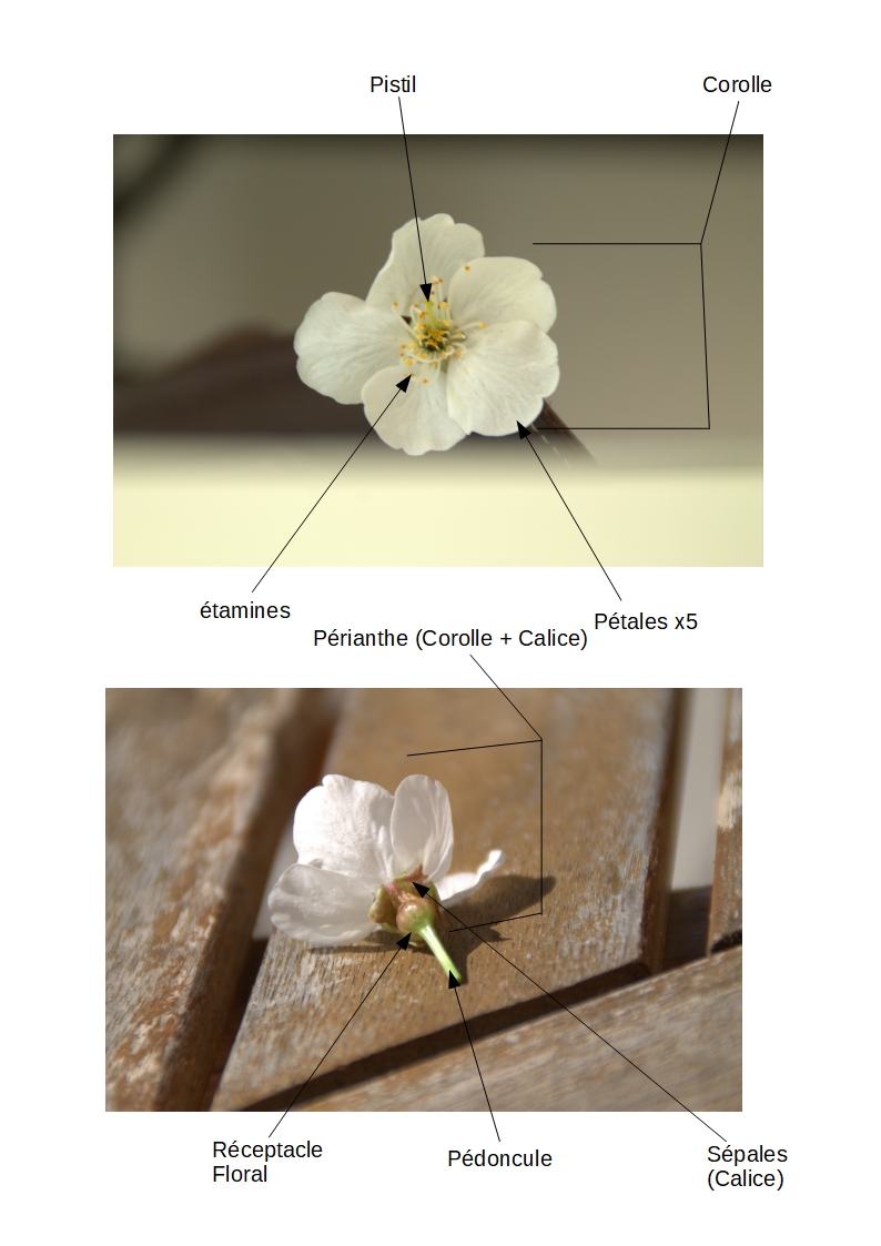 Annexe Fleur de cerisier.jpg