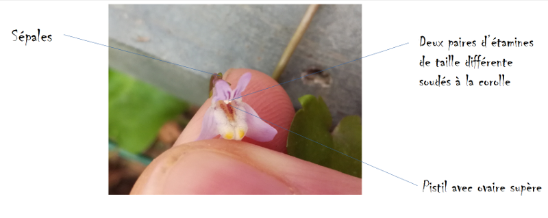 Annexe Photo légendée (1).PNG