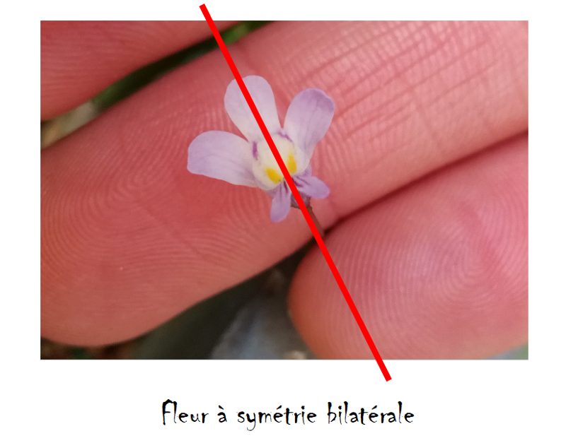 Annexe Photo légendée (2).PNG