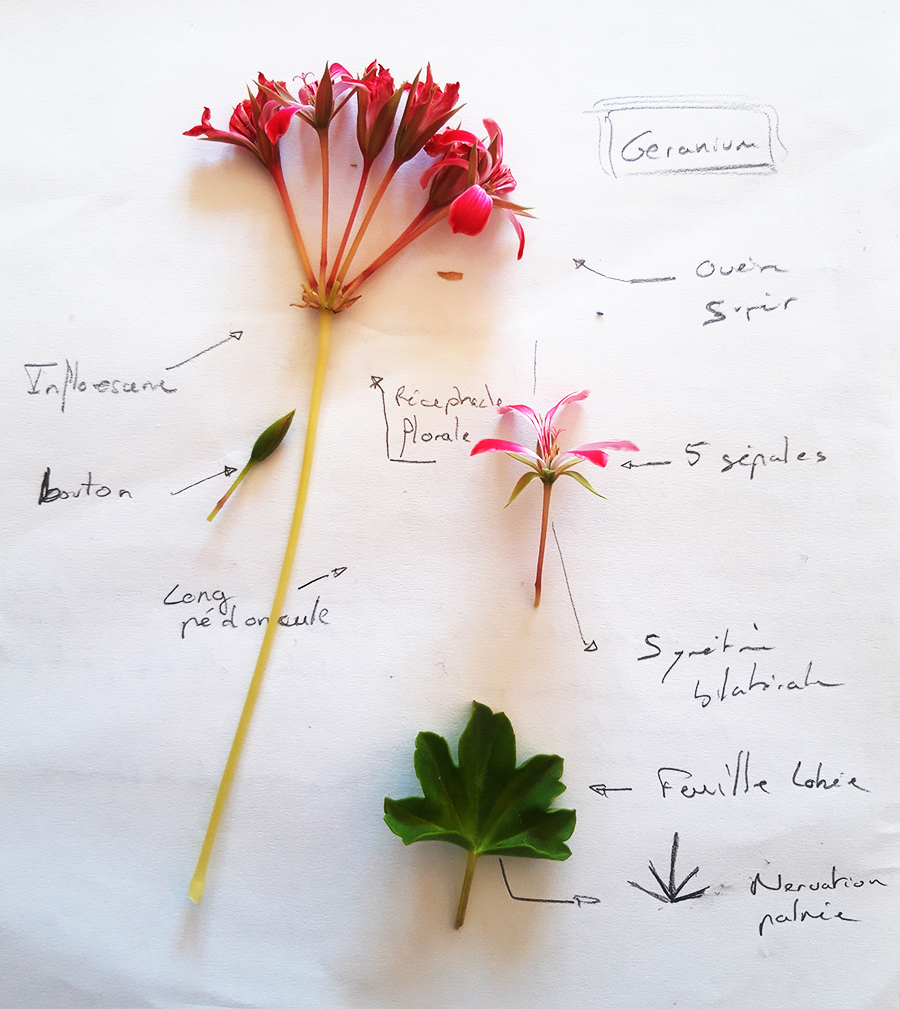 Annexe Descriptif fleur de géranium.jpg