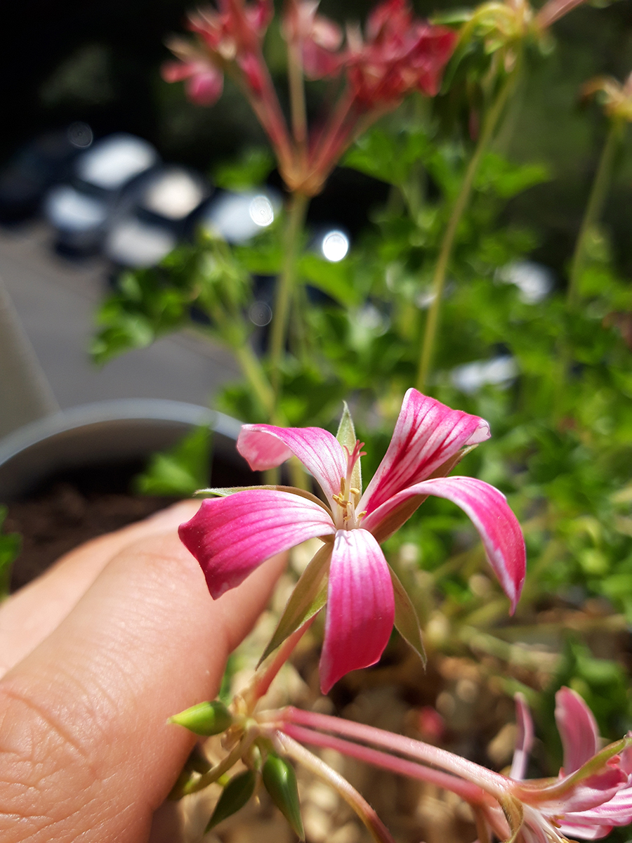 Annexe Géranium.jpg