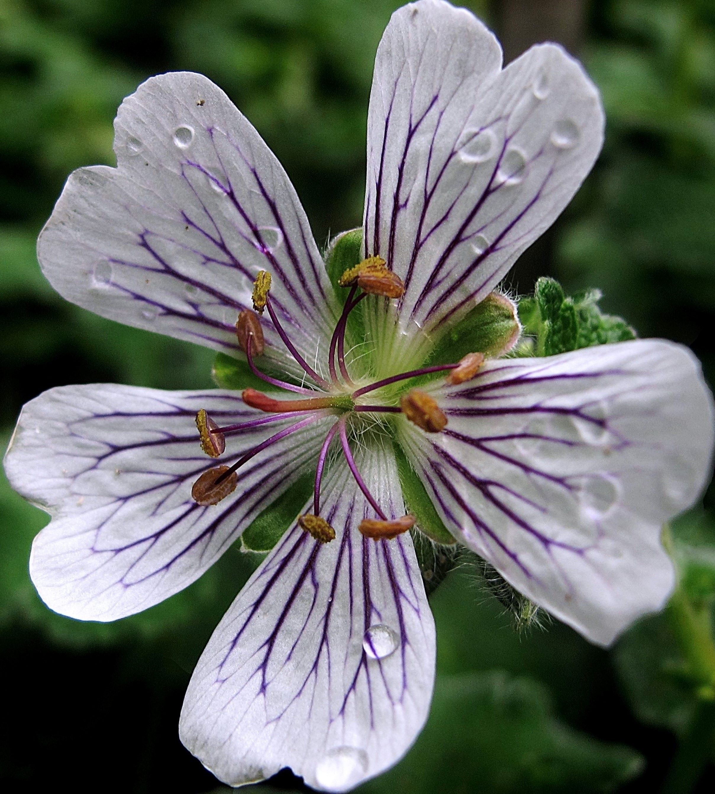 Annexe Geranium renardii (Wikimedia Commons).jpg